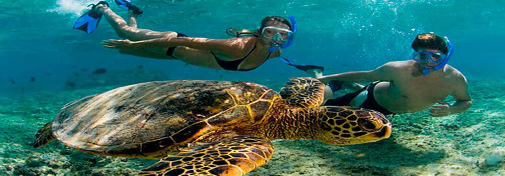 snorkel con tortugas