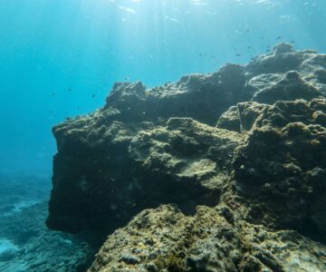 Fondo marino de Abades snorkel buceo en Tenerife